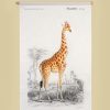 Textielposter met leren koord Illustratie Giraf DOrbigny