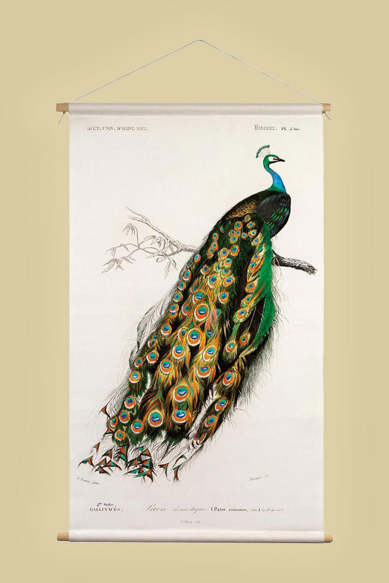 Textielposter met leren koord - Illustratie Pauw D'Orbigny