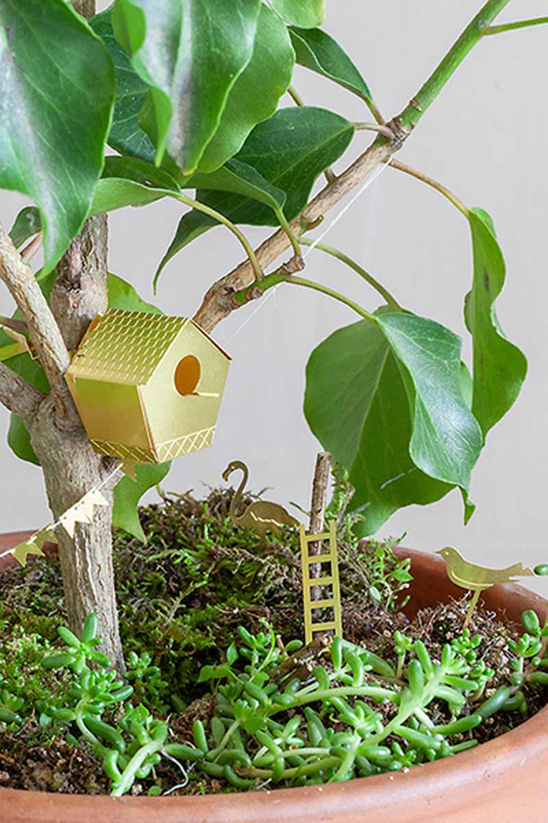 Planten, Zaden en Leuks