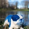 Buldog 7cm 1