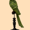 Papegaai Op Stok Parrot Green